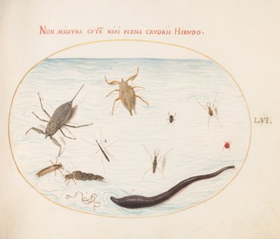 Plate 56: Vannskorpion, vannmåler, damskater, rødvannmidd, igle(?) og andre vanninsekter av Joris Hoefnagel