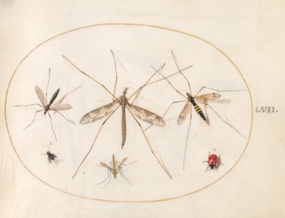 Plate 57: A Ladybug, a Fly, and Four Other Insects   1226998   no       norwegian Successfully Translated  Original: Leaf from a Jain Manuscript: The Story of Kalakacharya of Devachandra: Brahmanshanti…verso, 1279. Translat: Leaf from a Jain Manuscript: Th av Joris Hoefnagel