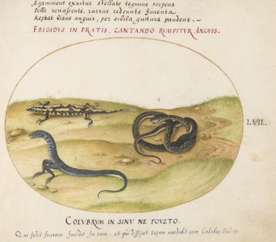 Plate 57: En slange, en ildsalamander og en slangelignende skapning med to bein av Joris Hoefnagel