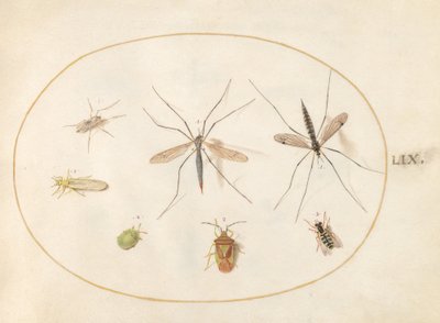 Plate 59: Syv insekter, inkludert en hagtornskjoldbug, tranefluer og en sveveflue av Joris Hoefnagel