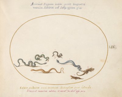 Plate 59: Slanger og en øgle av Joris Hoefnagel