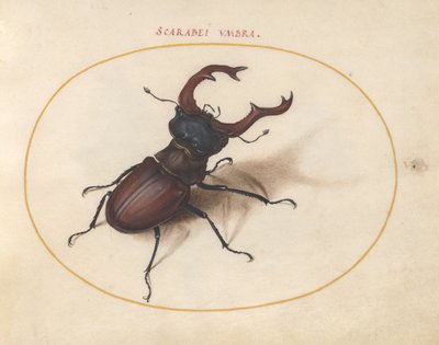 Tavle 5: hjortebille av Joris Hoefnagel