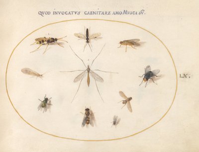 Plate 60: Fluer og andre insekter av Joris Hoefnagel