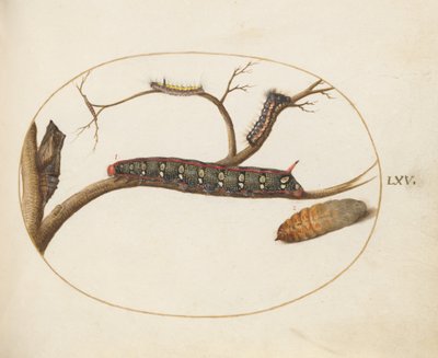 Plate 60: Leafy Spurge Hawkmoth Caterpillar, Pupae and Other Caterpillars av Joris Hoefnagel