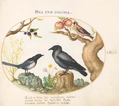 Tallerken 60: Magpie, Crow og Goldfinch av Joris Hoefnagel