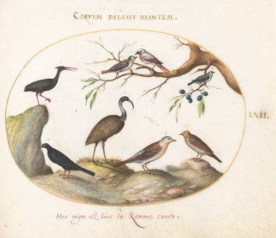 Plate 62: Northern Bald Ibis og Glossy Ibis med andre fugler av Joris Hoefnagel