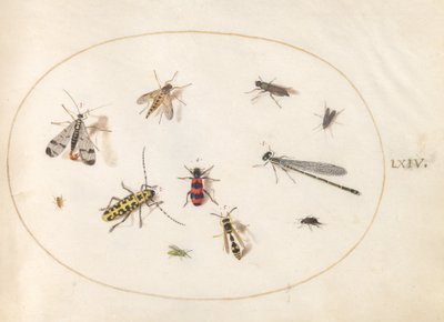 Plate 64: Elleve insekter, inkludert en øyenstikker og langhornbille av Joris Hoefnagel