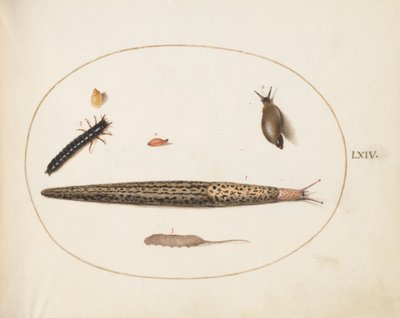 Plate 64: Leopardsnegl, jordbillelarve, en rottehalemake og andre skapninger av Joris Hoefnagel