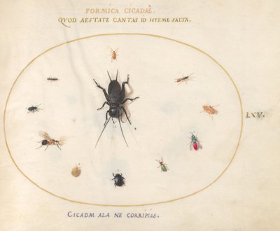 Plate 65: En cricket omgitt av insekter av Joris Hoefnagel