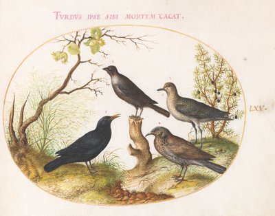 Plate 65: Svarttrost, Stær(?) og andre fugler av Joris Hoefnagel