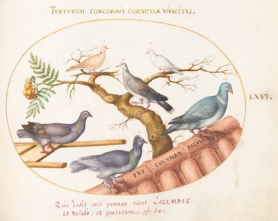 Plate 66: Duer og duer av Joris Hoefnagel