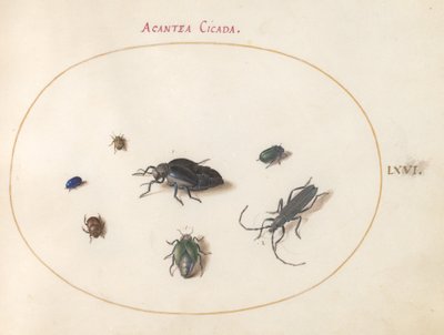 Plate 66: To oljebiller, en langhornsbille og fire andre insekter av Joris Hoefnagel