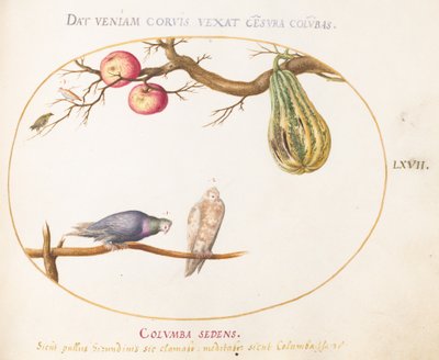 Plate 67: To duer under en kalebass og epler av Joris Hoefnagel