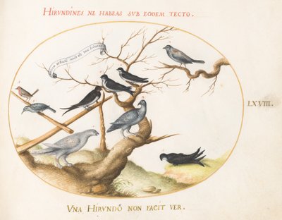 Plate 68: En rype, svaler og andre fugler av Joris Hoefnagel