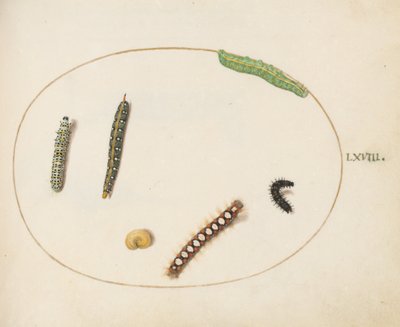 Plate 68: Leafy Spurge Hawkmoth Caterpillar, Mullein Moth Caterpillar og andre larver av Joris Hoefnagel