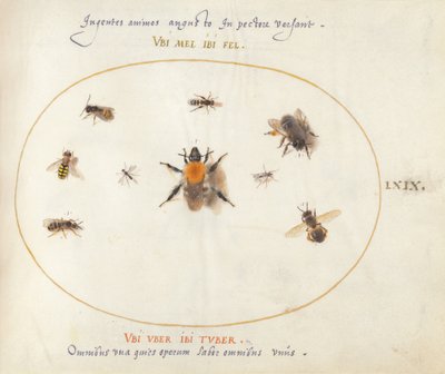 Plate 69: Ni bier og andre insekter av Joris Hoefnagel