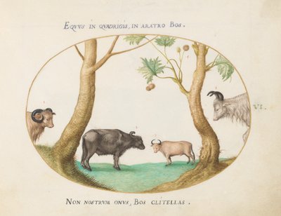 Plate 6: En variant av okser med en vær og en vannbøffel(?) ved et platan av Joris Hoefnagel