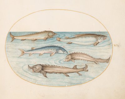 Plate 6: fem maller og stør (?) av Joris Hoefnagel