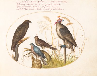 Plate 6: Fire rovfugler, inkludert en spurvehauk(?) av Joris Hoefnagel