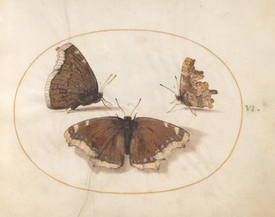  av Joris Hoefnagel