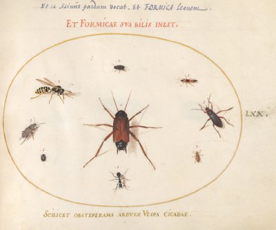 Plate 70: En mort omgitt av insekter av Joris Hoefnagel
