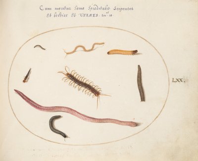 Plate 70: Orm, tusenbein, tusenbein og andre lange skapninger av Joris Hoefnagel