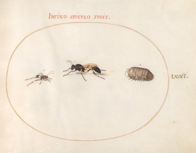 Tallerken 71: To veps og en pillebug av Joris Hoefnagel