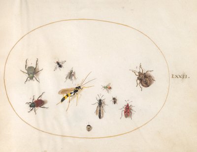 Plate 72: Skjoldbug, kanelbug, veps og andre insekter av Joris Hoefnagel