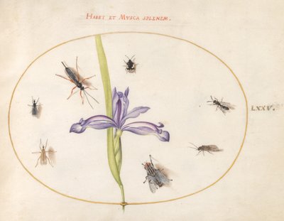 Plate 75: En flue og andre insekter med en iris av Joris Hoefnagel