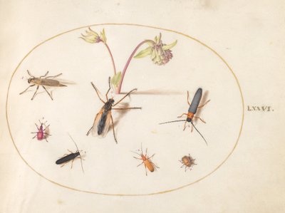 Tallerken 76: Insekter med rosa og kremfarget akeeleie av Joris Hoefnagel