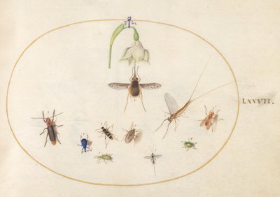 Plate 77: prikket humleflue med en hvit blomst, en døgnflue, en blå snutebille og andre insekter av Joris Hoefnagel