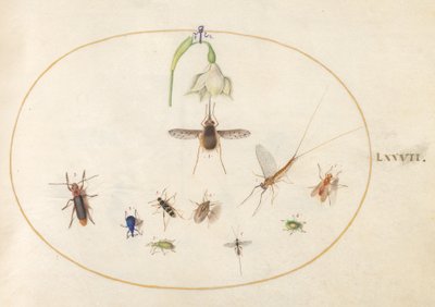 Tallerken 77: Hummingbird Hawk Moth med en hvit blomst, blå og grønne snutebiller og andre insekter av Joris Hoefnagel