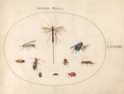 Plate 78: Ti insekter, inkludert en blå flue av Joris Hoefnagel