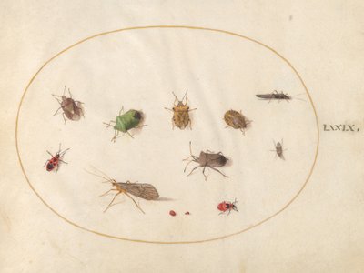 Plate 79: Tolv insekter, inkludert skjoldbugs av Joris Hoefnagel