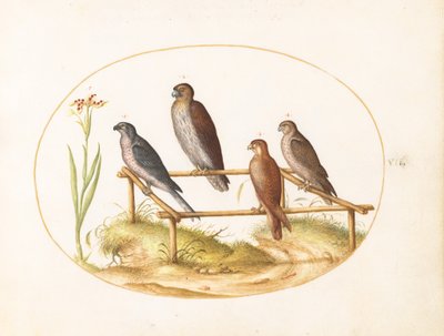  av Joris Hoefnagel