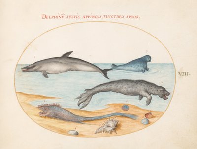 Plate 8: En delfin, to seler, en brethmechin og skjell av Joris Hoefnagel