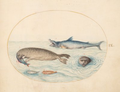 Plate 9: En stor hvit(?) hai, to seler og to fisker av Joris Hoefnagel