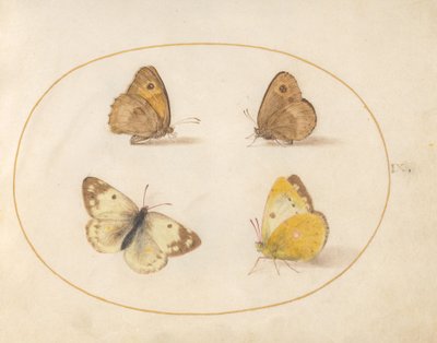 Plate 9: Engbrune, portvakt, skygule og badehvite sommerfugler av Joris Hoefnagel