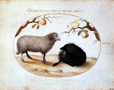Ram, svart sau og to eplegrener, 1500-tallet. av Joris Hoefnagel