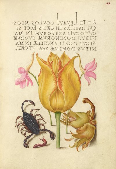  av Joris Hoefnagel