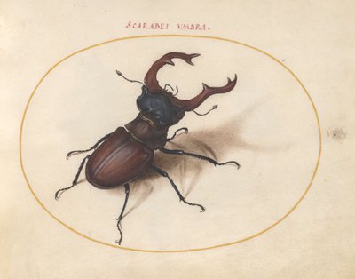 Scarab bille, ca. 1575-80 av Joris Hoefnagel