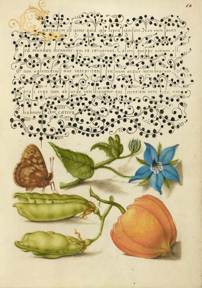  av Joris Hoefnagel
