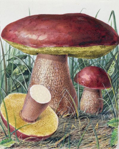 Studie av sopp av Josef Fleischmann