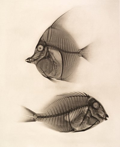Historisk røntgenbilde av en maurisk idol (Zanclus Cornutus) og en blålinet kirurgfisk (Acanthurus Nigros) 1896 (foto) av Josef Maria Eder