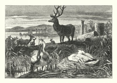 Decay of Earthly Pomp (gravering) av Joseph (after) Wolf
