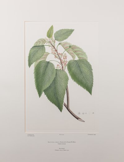 Aristotelia serrata (Elaeocarpaceae) - Plate 419, Banks#39; Florilegium, ca. 1771-84 (kobberstikk på papir) av Joseph Banks