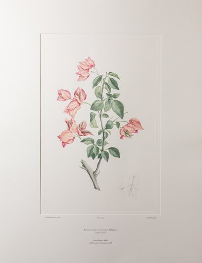 Bouganvillea spectabilis (Nyctaginaceae) - Plate 355, Banks#39; Florilegium, ca. 1771-84 (kobberstikk på papir) av Joseph Banks