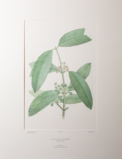 Calophyllum soulattri (Guttiferae) - Plate 362, Banks#39; Florilegium, ca. 1771-84 (kobberstikk på papir) av Joseph Banks