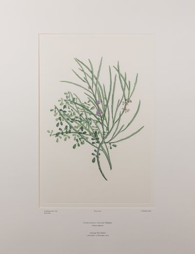 Carmichaelia solandri (Leguminosae) - Plate 429, Banks#39; Florilegium, ca. 1771-84 (kobberstikk på papir) av Joseph Banks