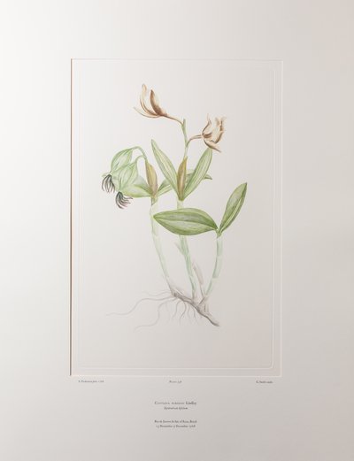 Cattleya forbesii (Orchidaceae) - Plate 358, Banks#39; Florilegium, ca. 1771-84 (kobberstikk på papir) av Joseph Banks